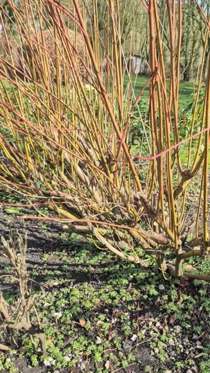 Spring Pruning Opens Wounds At The Worst Possible Time