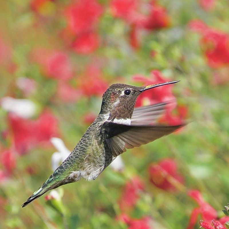 A Sighting Can Mean Your Yard Has Nectar Nearby A Sighting Can Mean Your Yard Has Nectar Nearby
