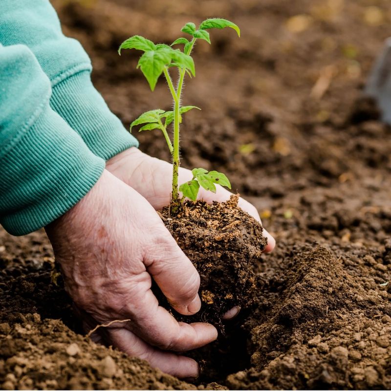 A Soil Thermometer Prevents The Guesswork