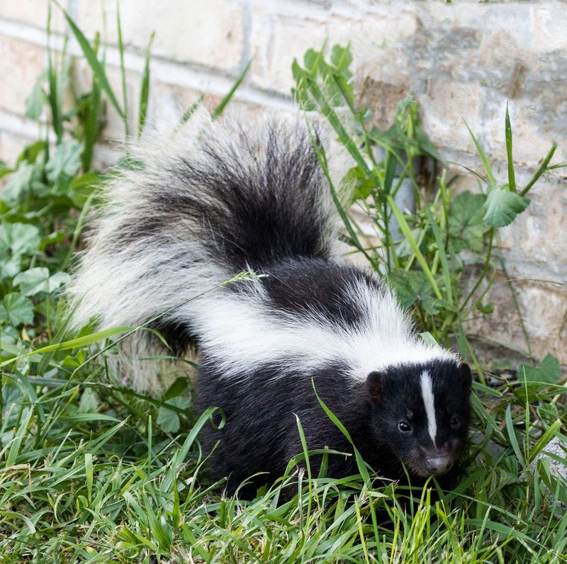 A Strong Musky Odor Around The Yard A Strong Musky Odor Around The Yard