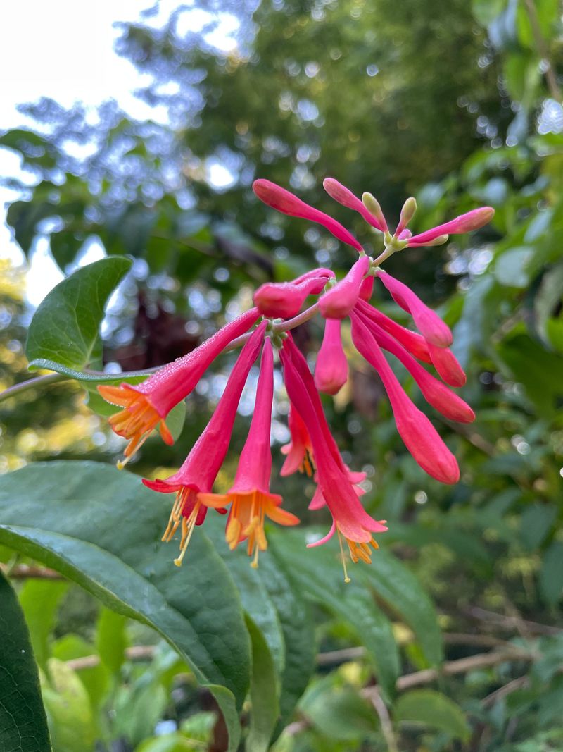 A Sunny Fence Helps The Vine Flower More Heavily A Sunny Fence Helps The Vine Flower More Heavily