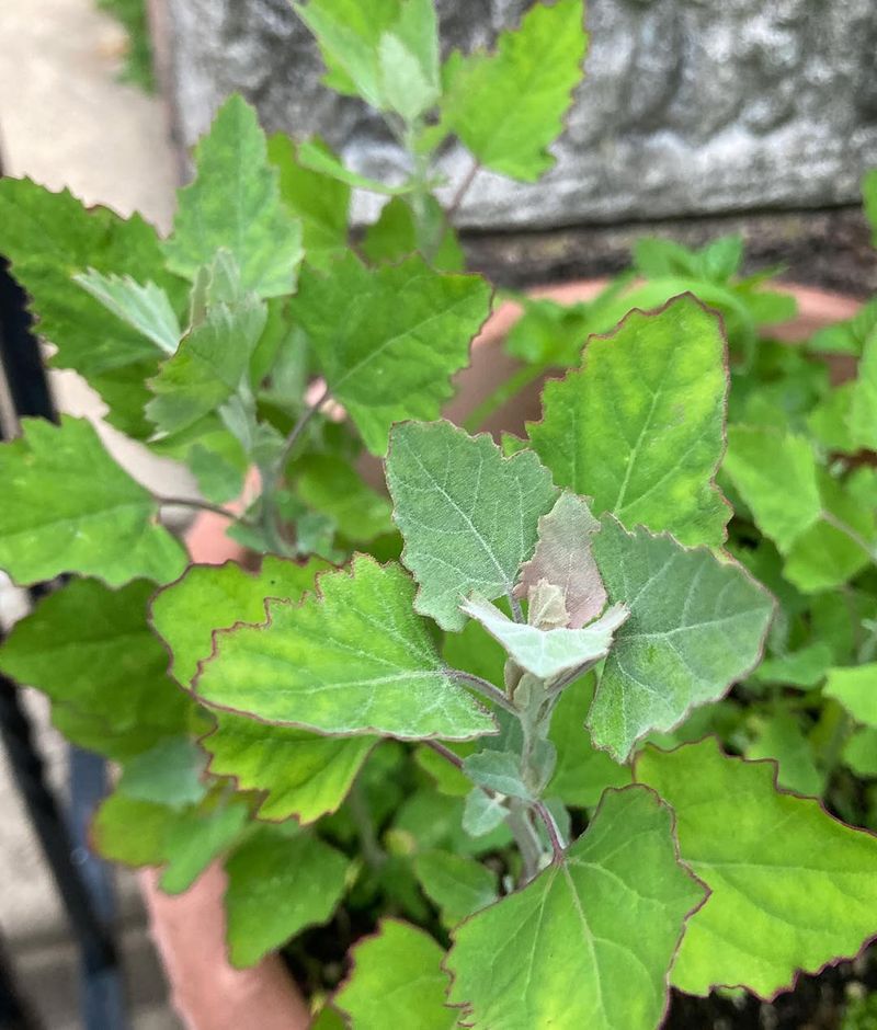 A Surprising Natural Soil Indicator