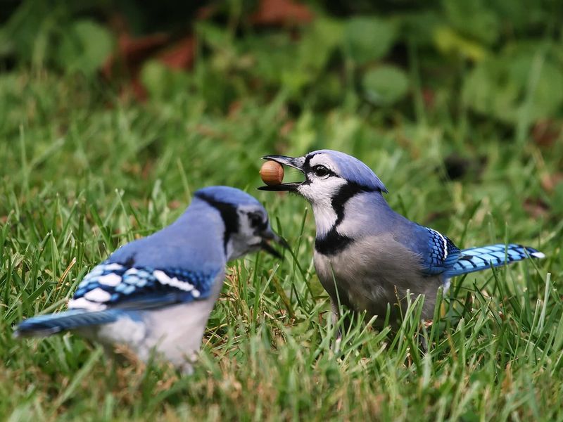 A Visit Can Signal Food, Shelter, Or Nearby Nesting