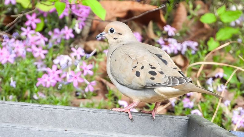 A Visit Usually Means Your Yard Offers Food Nearby