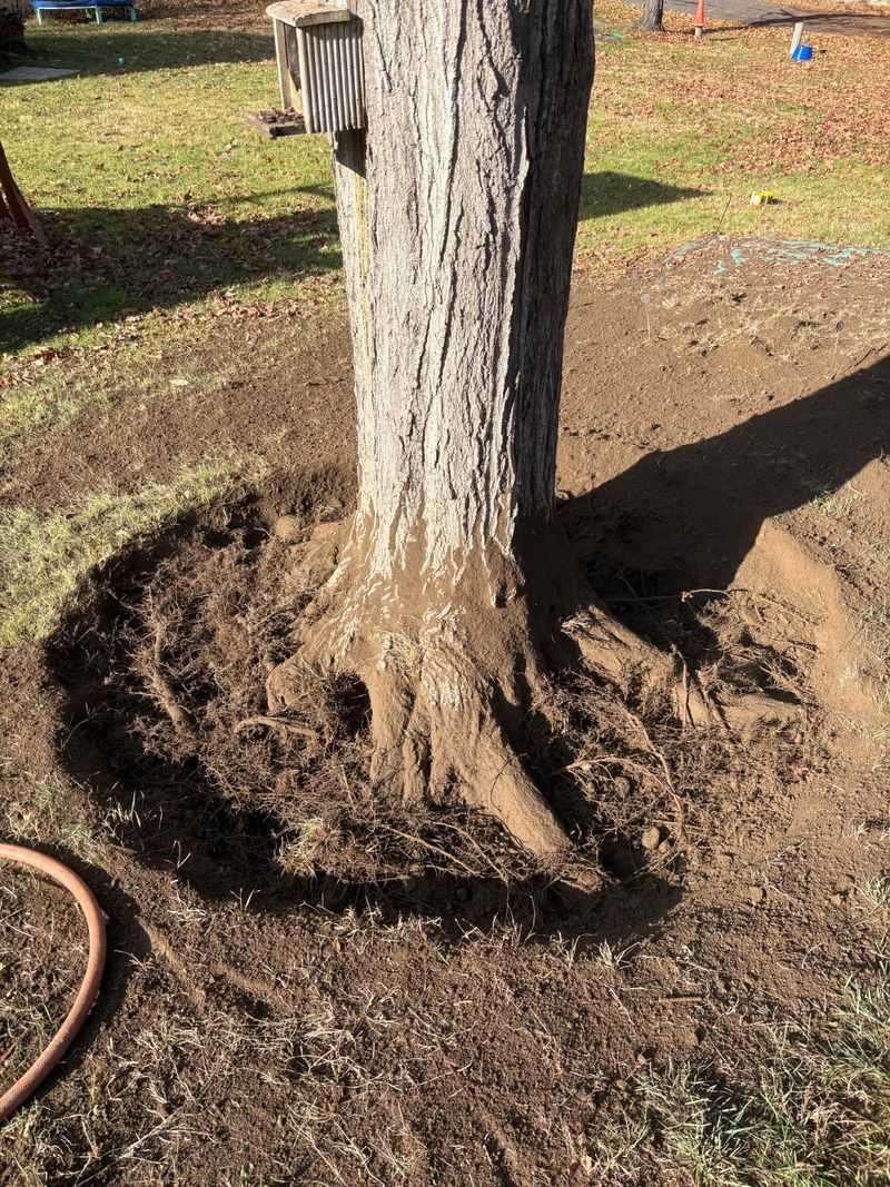 The Root Flare Should Stay Visible In Michigan Yards