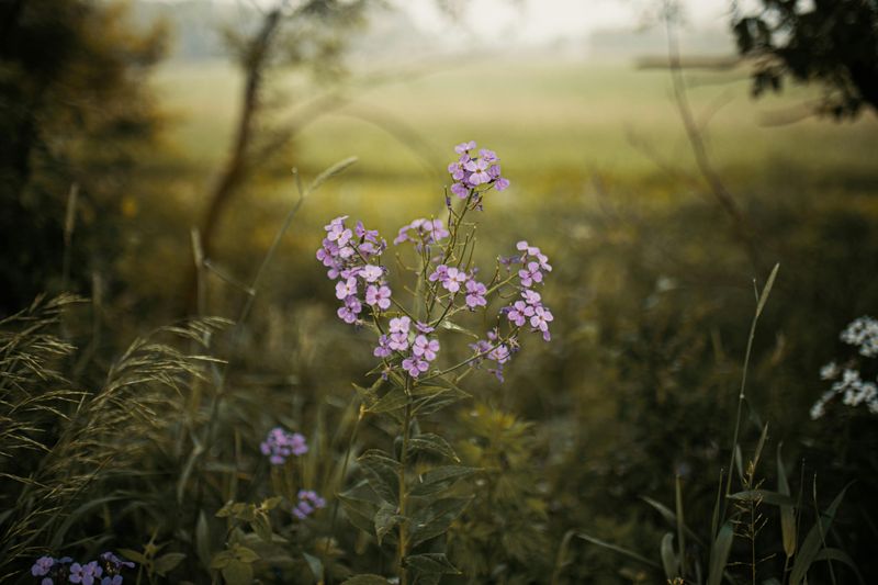 A Wildflower Imposter In Plain Sight