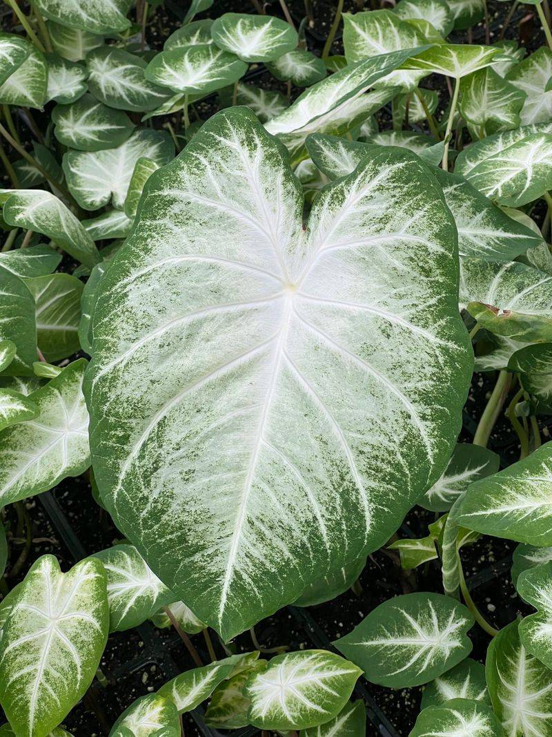 Aaron Caladium (Caladium Bicolor)
