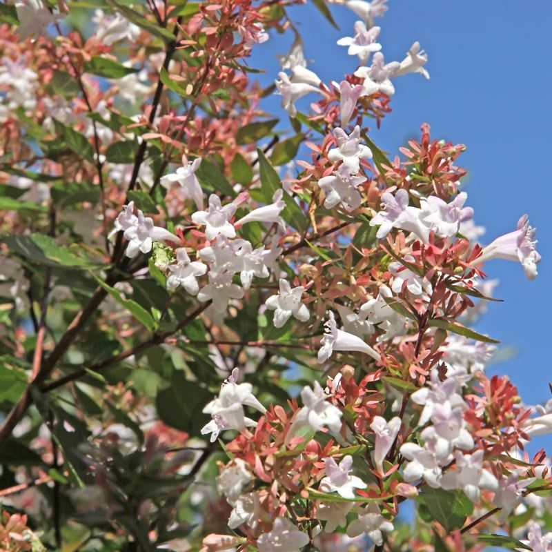 Abelia Adds Fragrant Blooms And Glossy Leaves