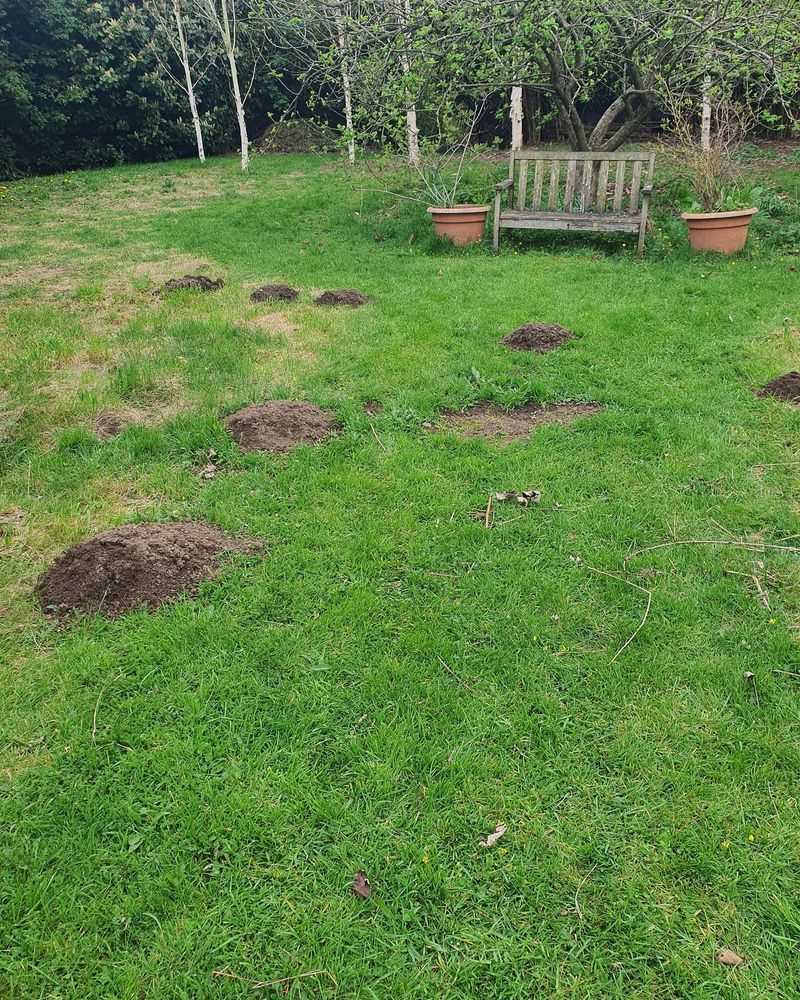 Accept Some Mole Activity As Normal