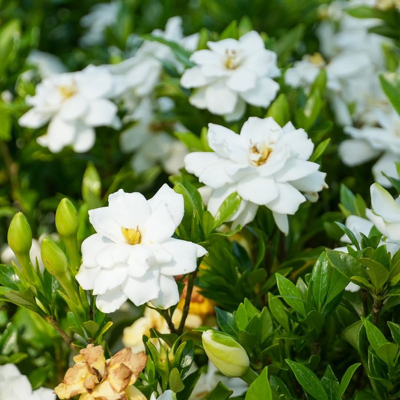 Acidic Soil Is Essential For Healthy Gardenias