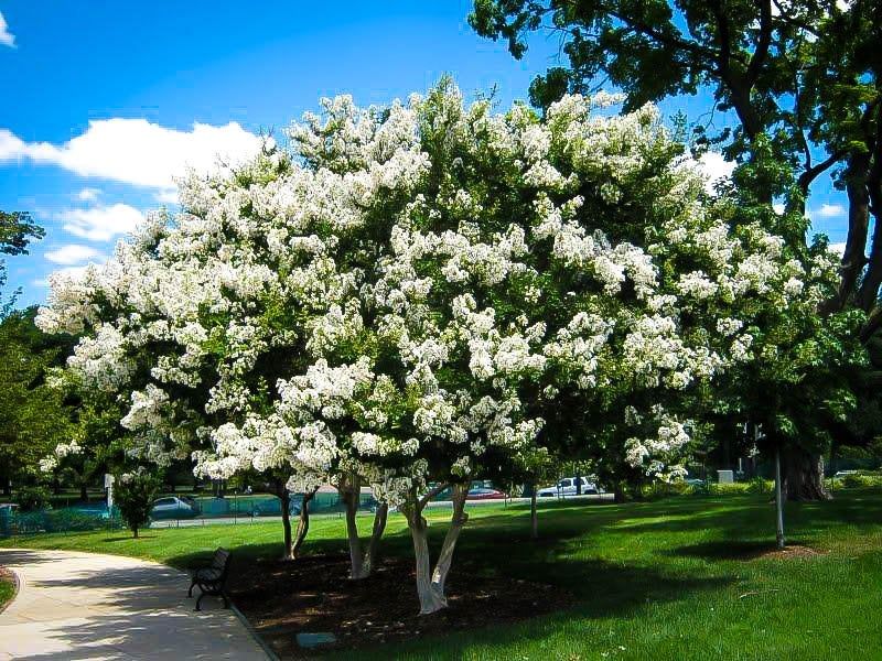 Acoma Works Well Where Gardeners Need A Lower Grower