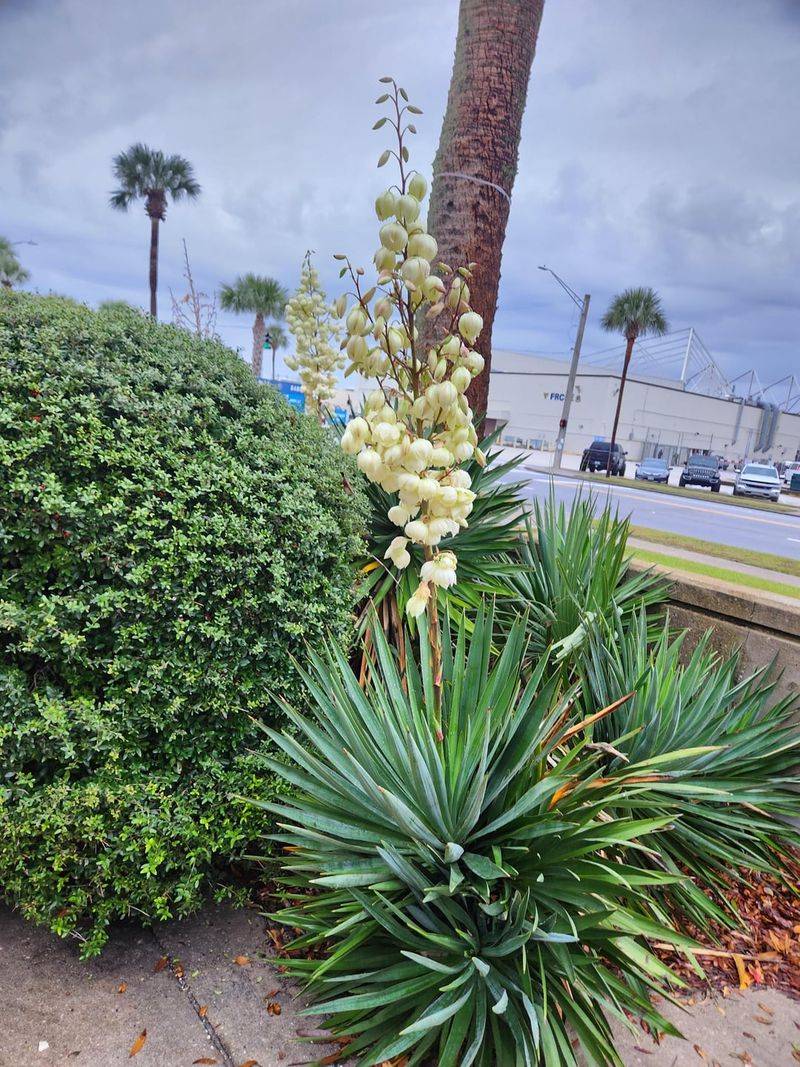 Adam's Needle Yucca Adds Bold Driveway Structure