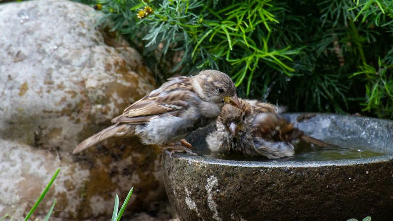 Add A Shallow Birdbath In The Shade Add A Shallow Birdbath In The Shade