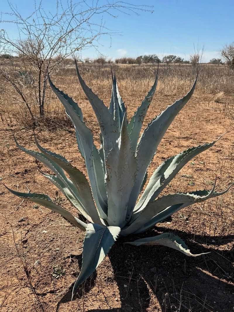 Add Agave For Structure That Shrugs Off Heat Add Agave For Structure That Shrugs Off Heat