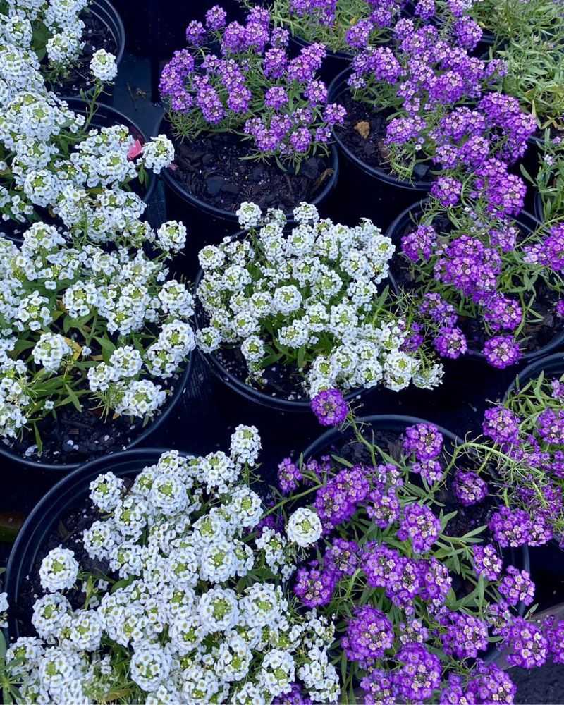 Add Airy Texture With Sweet Alyssum Add Airy Texture With Sweet Alyssum