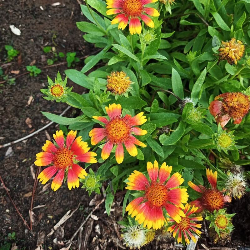 Add Blanket Flower To Hot Dry Edges