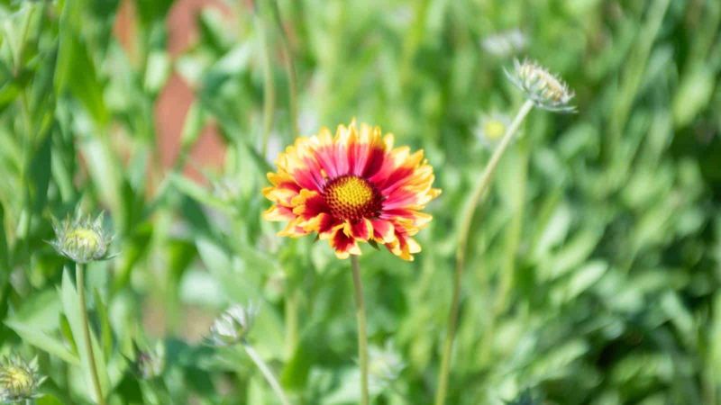 Add Blanketflower For Heat-Tolerant Color Add Blanketflower For Heat-Tolerant Color