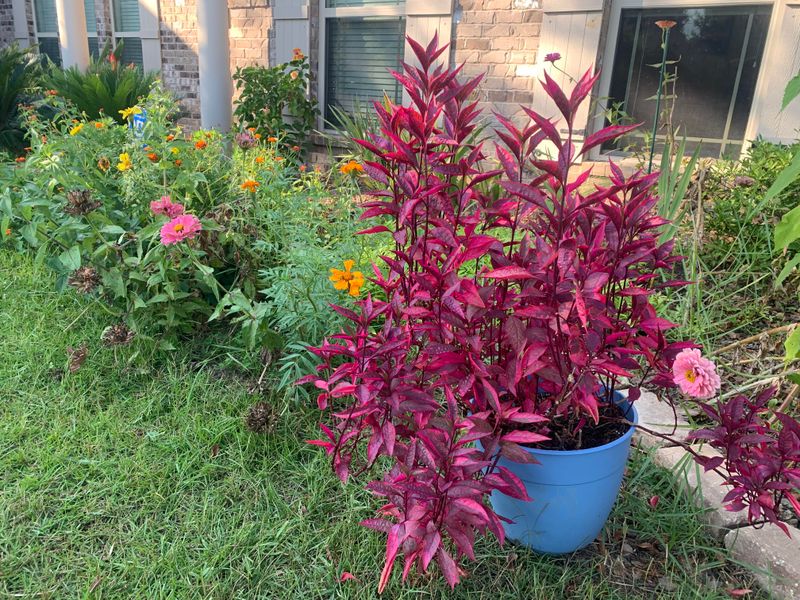 Add Brazilian Red Hots For Bold Foliage