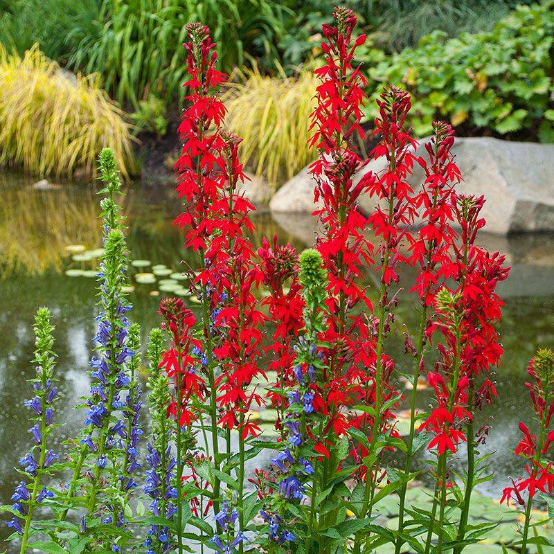 Add Cardinal Flower For Red Waterside Color Add Cardinal Flower For Red Waterside Color