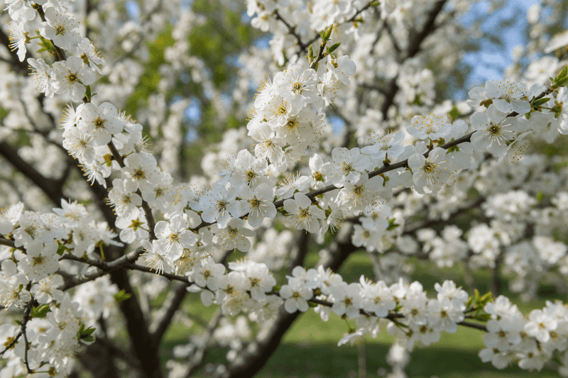 Add Chickasaw Plum For Early Native Flowers