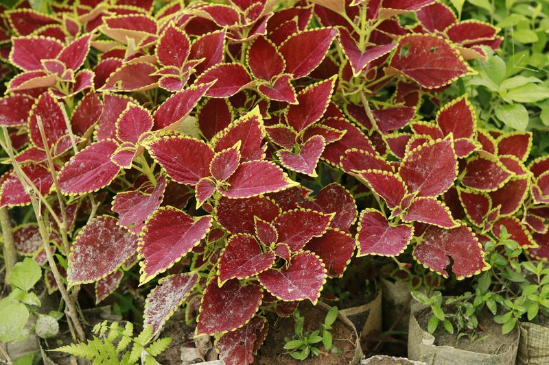 Add Coleus For Easy Seasonal Color