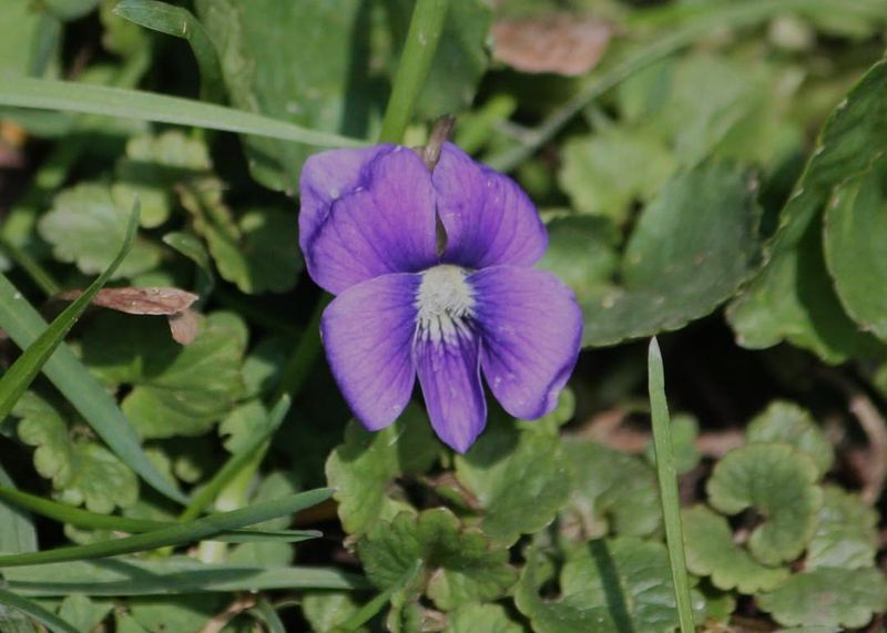 Add Common Blue Violet For A Low Pollinator Patch