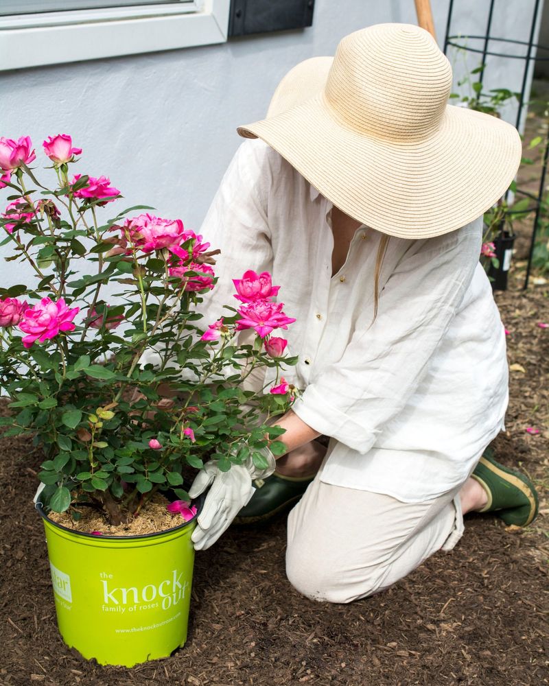 Add Compost Instead Of Heavy Fertilizer Add Compost Instead Of Heavy Fertilizer