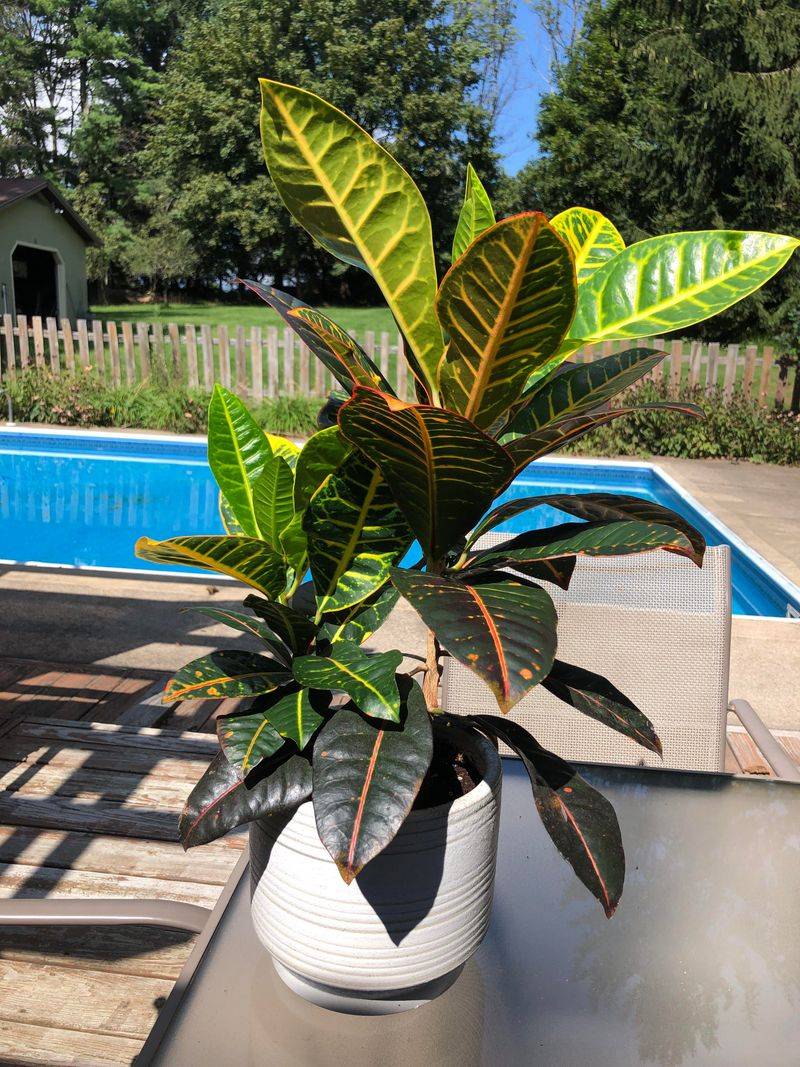 Add Croton For Bright Color Away From Heavy Splash Zones