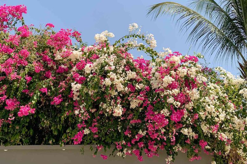 Add Curb Appeal Without High Maintenance