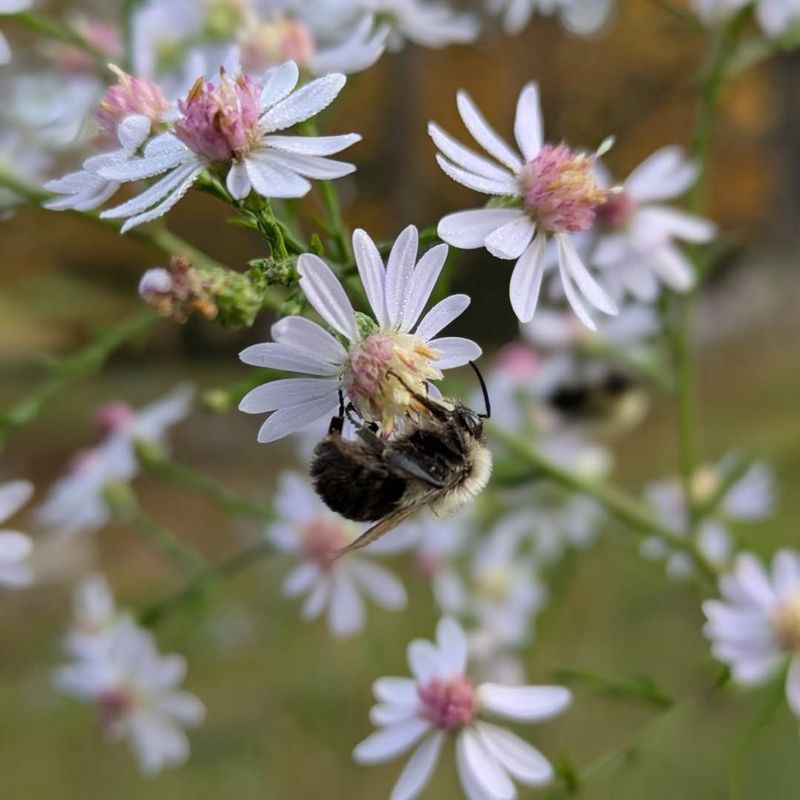 Add Evening Bloomers That Draw Moths Near The Garden Add Evening Bloomers That Draw Moths Near The Garden