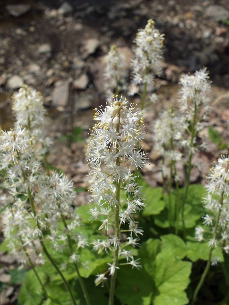 Add Foamflower For A Tidy Woodland Edge