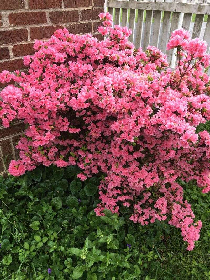 Add Gumpo Azaleas For Small Spring Color