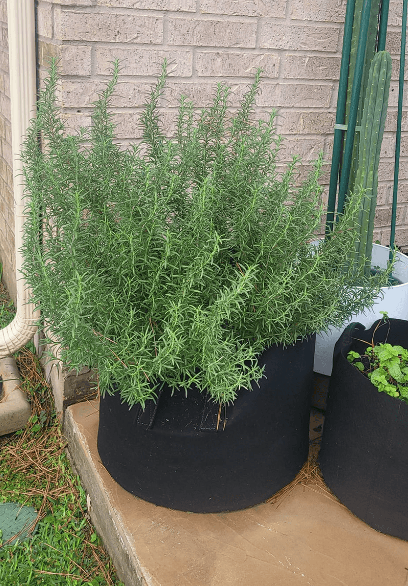 Add Heat-Loving Herbs To Beds And Pots