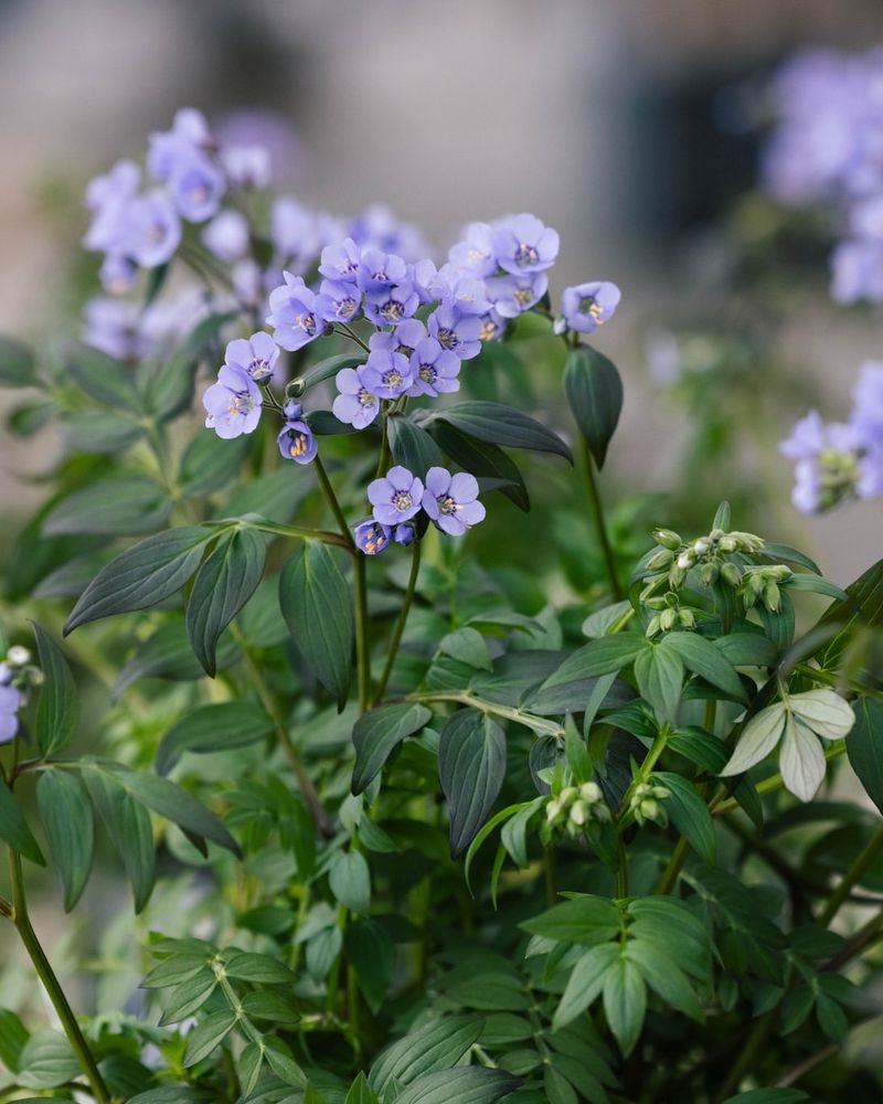 Add Jacob's Ladder For Delicate Texture In Part Shade