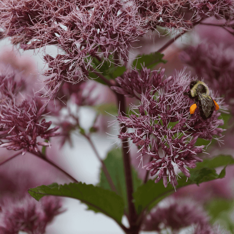 Add Joe Pye Weed For Big Late Summer Nectar