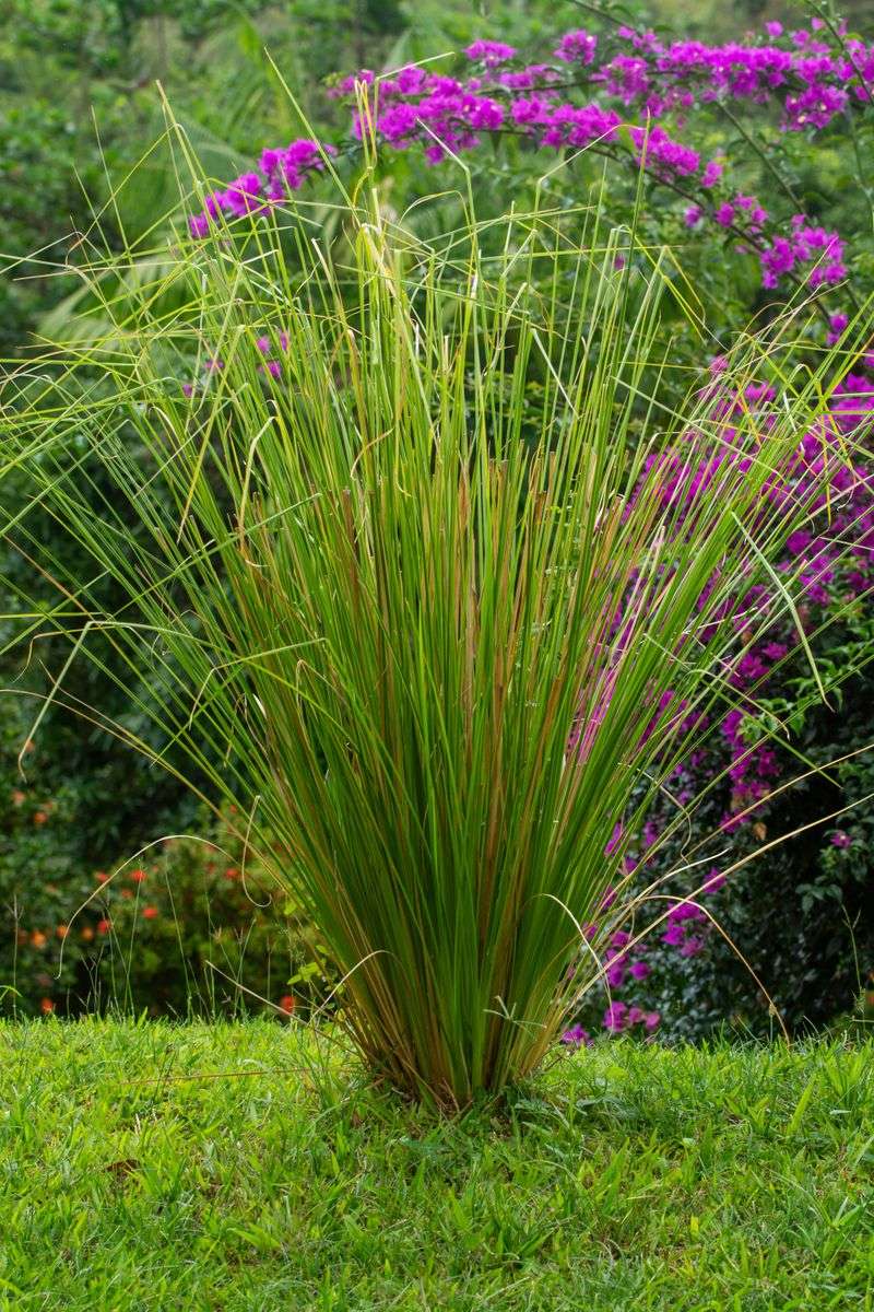 Add Lemongrass For Tropical Flavor