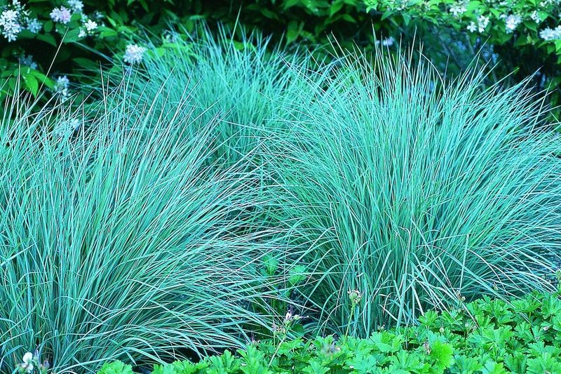 Add Little Bluestem For Texture Without Extra Work