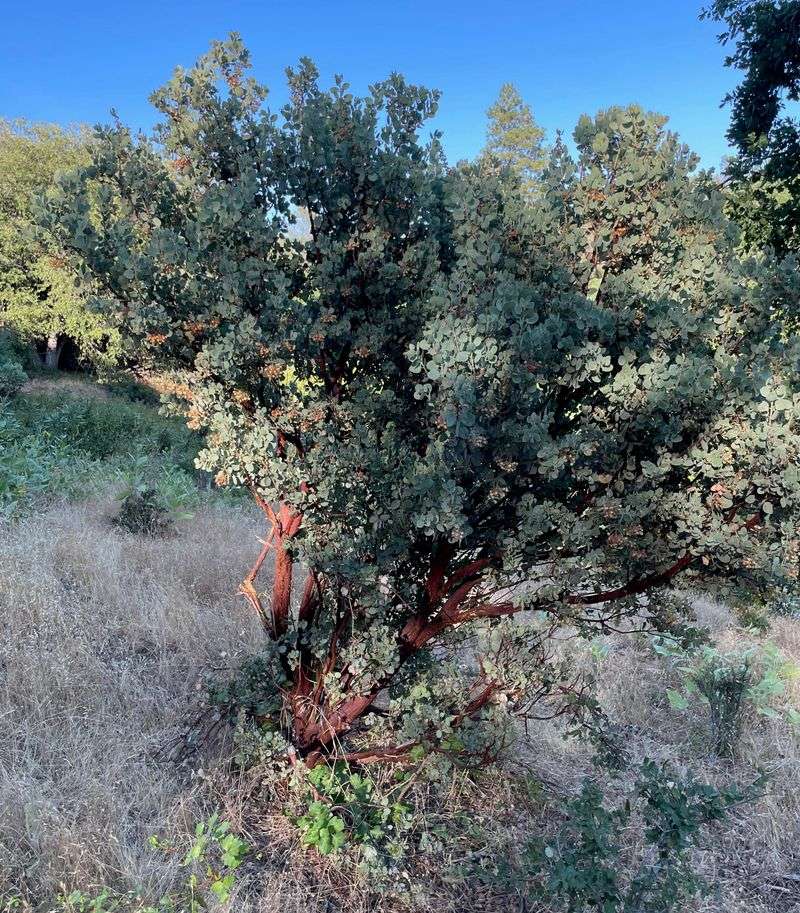 Add Manzanita For Evergreen Beauty