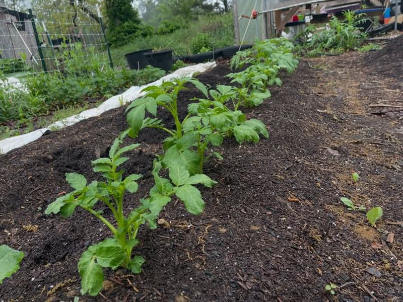 Add More Soil As Plants Get Taller To Grow More Potatoes