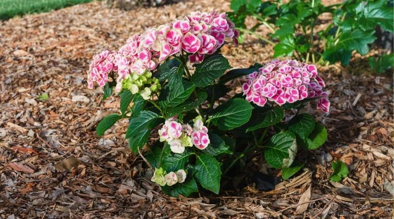 Add Mulch Before Ohio Heat Builds