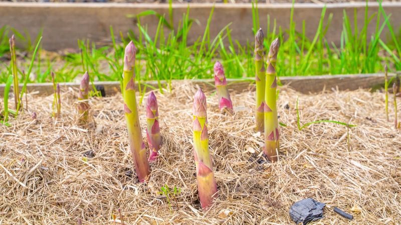 Add Mulch Before Summer Heat Intensifies