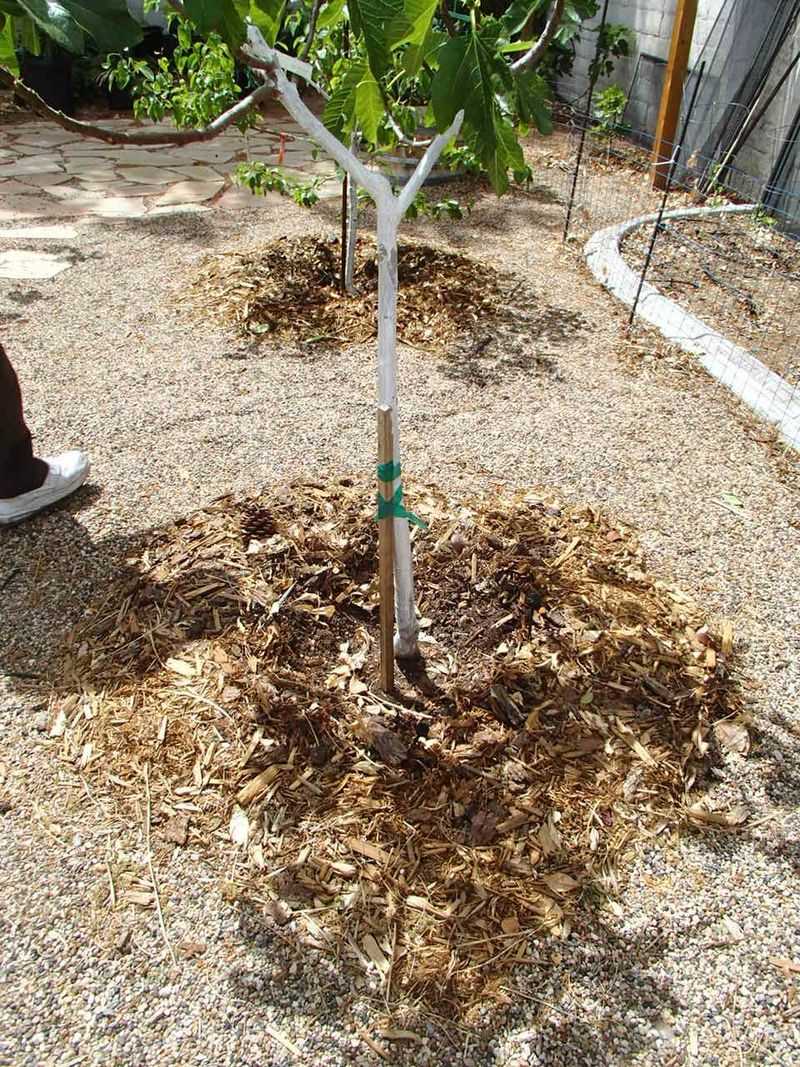 Add Mulch To Help Soil Hold Moisture Longer