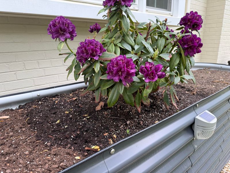 Add Mulch To Keep Shallow Roots Cool