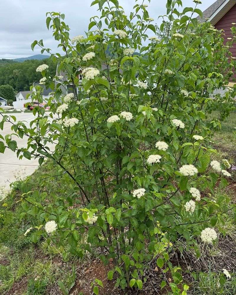 Add Nannyberry Viburnum Along Busy Borders Add Nannyberry Viburnum Along Busy Borders