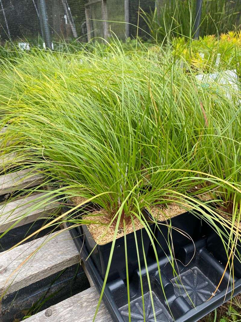 Add Native Flair With Prairie Dropseed