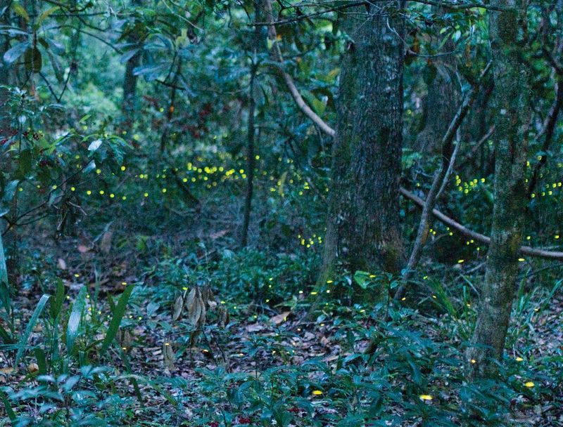 Add Native Plants For Shelter And Habitat