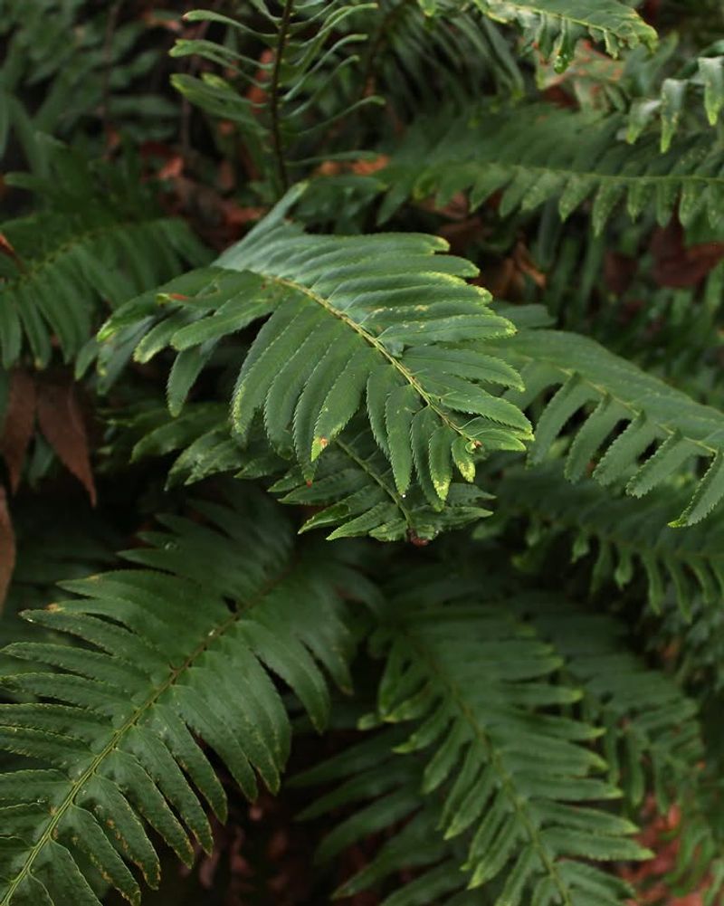 Add Native Sword Fern For Easy Woodland Texture