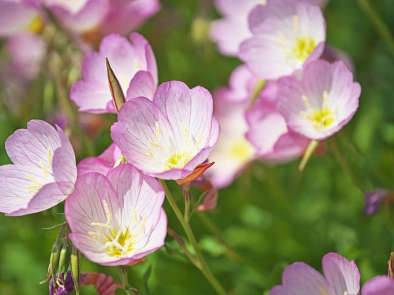 Add Night-Blooming Plants