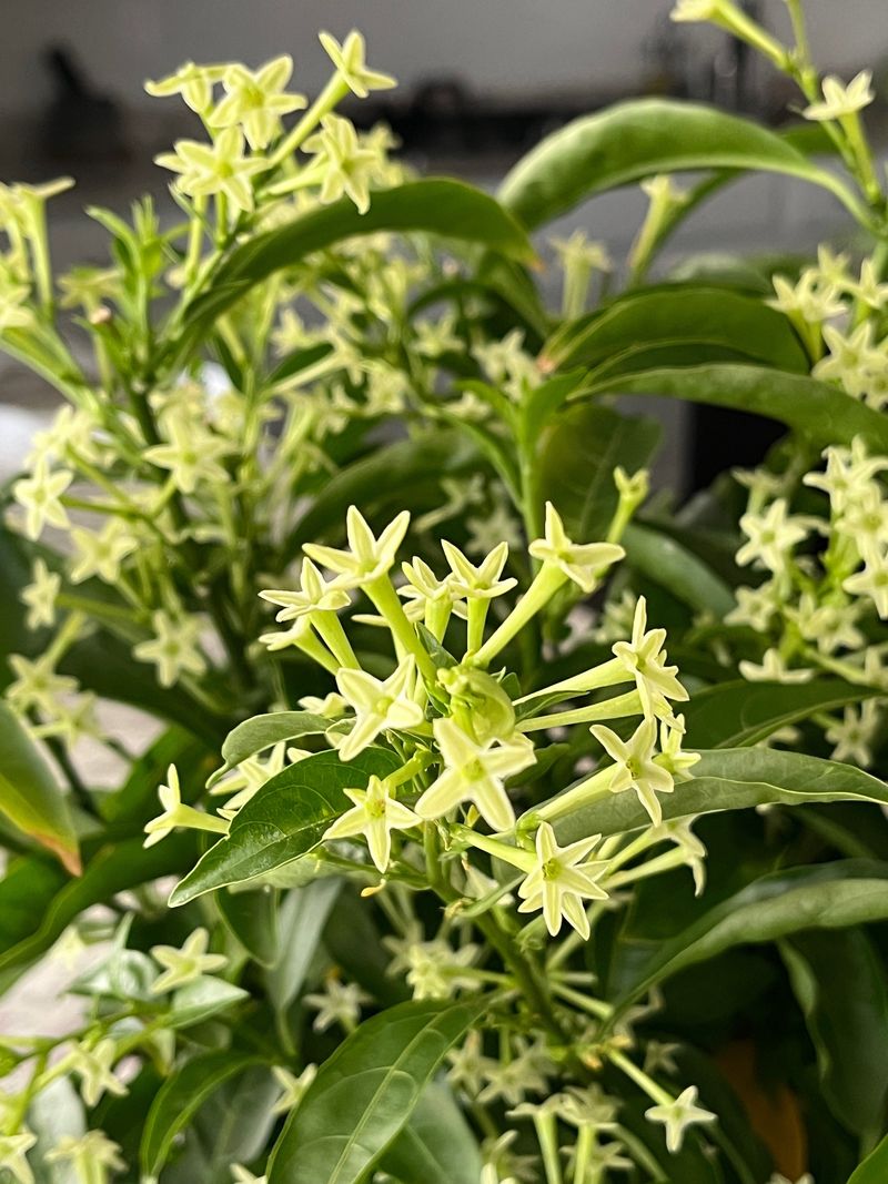 Add Night-Blooming Plants