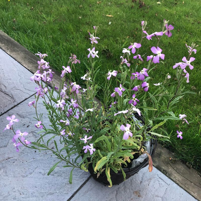 Add Night-Scented Stock In Pots